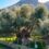 How to buy a dreamy Greek home with an olive grove