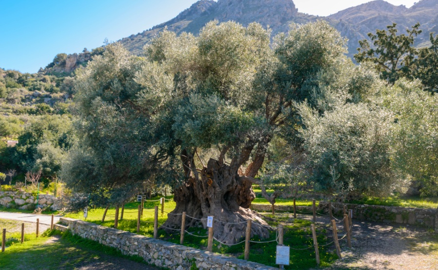 How to buy a dreamy Greek home with an olive grove