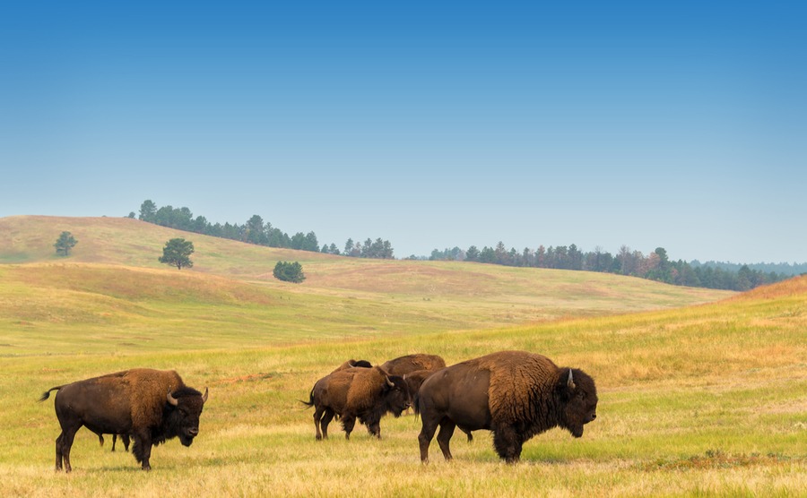 See the buffalo in South Dakota