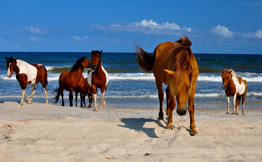 Meet wild horses in Maryland